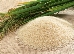 Rice agric THMB