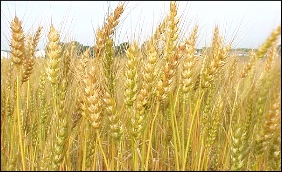 Wheat agric