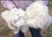 Wool textile THMB