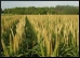 Grain9.Thmb.jpg