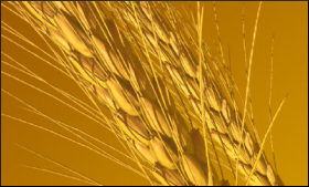 Wheat.9.jpg