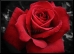 Rose.9.Thmb.jpg