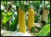 Corn.9.Thmb.jpg