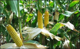 Corn.9.jpg