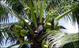 Coconut.9.JPG
