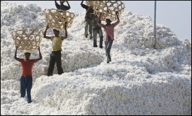 cotton-export30092010.jpg