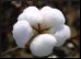 Cotton.9.Thmb.jpg