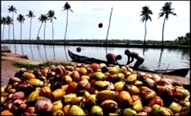 coconut-industry.jpg