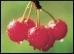 cherry thmb 