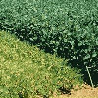 Bio Fertilizers