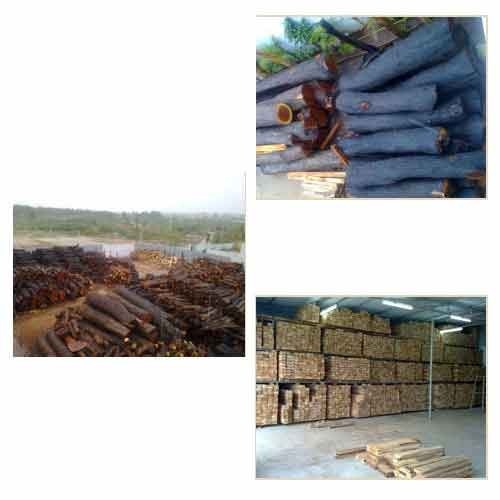 Babool Wood