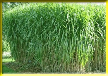 Elephant Grass Seeds in Jodhpur, Rajasthan, India - BHARAT SEED HOUSE