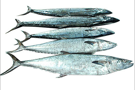 Рыба. Фотография с сайта tradeindia.com