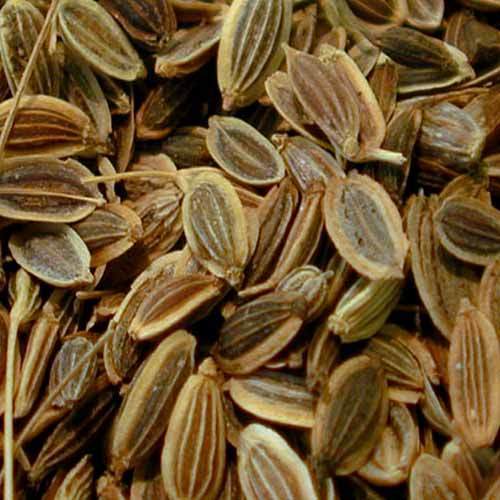 Dill Seeds in Tuticorin, Tamil Nadu, India Herbs India