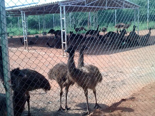 Emu Food