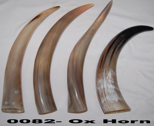 Ox Horns In Moradabad Uttar Pradesh India Horn Overseas