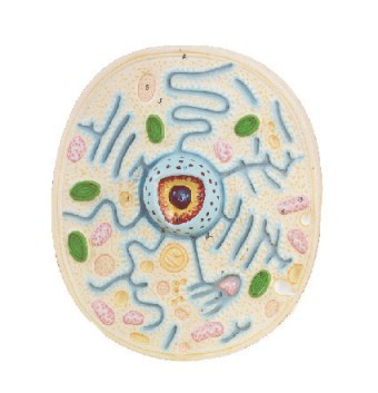 Typical Plant Cell Model