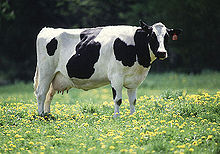 Rumen By-Pass Fat