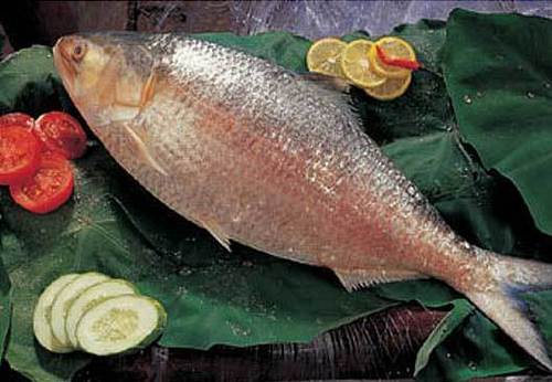 Question Answer Of Hilsa Fish