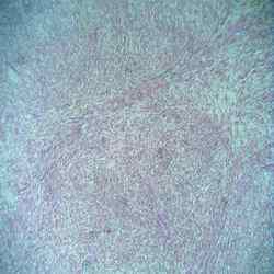 oral pathology slides