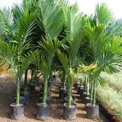 Supari Palm