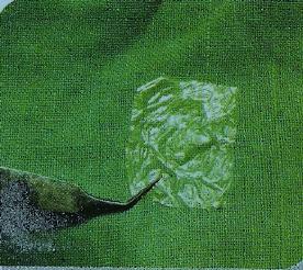 Dry Amniotic Membrane