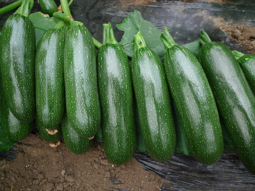 green squash