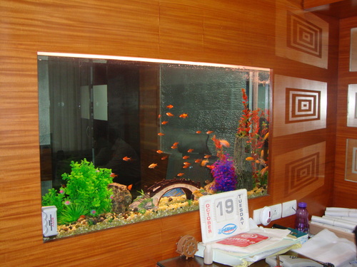 Cichlid Aquarium Design