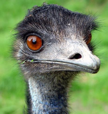 Birds Photos on Emu Bird Supplier  Exporter  Satya Sai Emu Farms  Kurnool  India