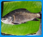 Catla Fish India