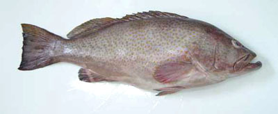 reef cod fish