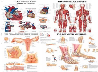 Anatomy And Physiology Of Human Respiratory System Pdf