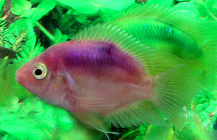colored parrot fish