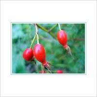 Rose Hip Powder