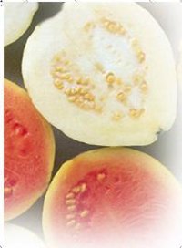 Guava