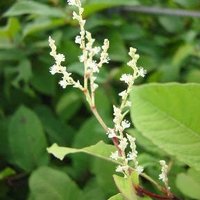 Resveratrol Leaf