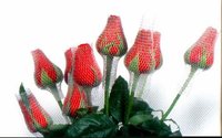 Rose Budnet