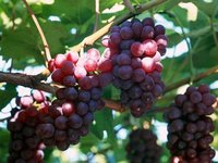 Resveratrol 98% Grape Skin Extract