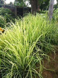 Lemon Grass