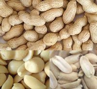 Fried Peanuts