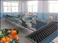 Fruits Sorting Machine