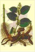 Giant Knotweed Extract & Resveratrol