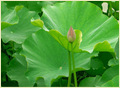 Lotus Leaf Extract