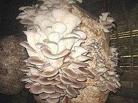 Dry Oyster Mushroom