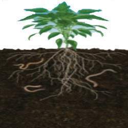 Humic + Liquid