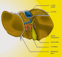 Herbal Liver Syrup