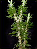 Huperzia Serrata Extract & Huperzine A