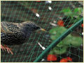 Anti-Bird Netting