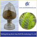 Huperzia Serrate Extract