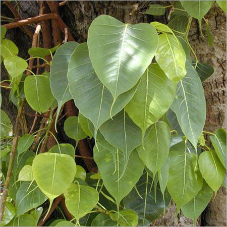  Ficus Religiosa in Thanjavur Tamil Nadu India Tan 